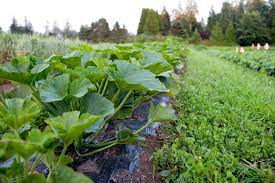 Agricultural sports Caring for the Earth's bounty