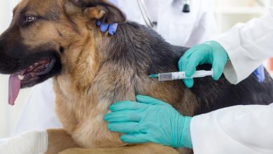 Animal Vaccine Market