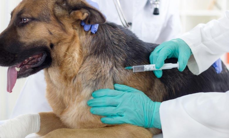 Animal Vaccine Market