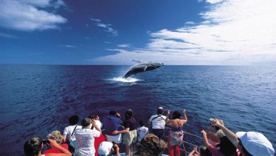 Best Places For Dolphin and Whale Watching