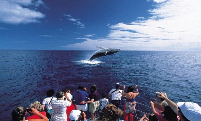 Best Places For Dolphin and Whale Watching