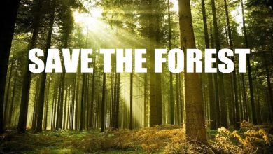 Save the Forest