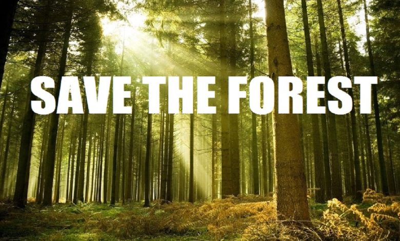 How to Save the Forest: 10 Actionable Steps Anyone Can Take Today