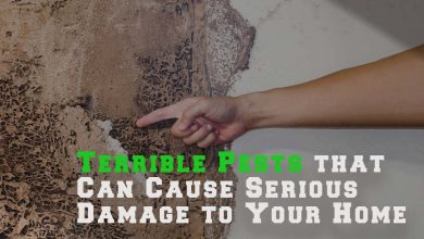 Terrible Pests that Can Cause Serious Damage to Your Home