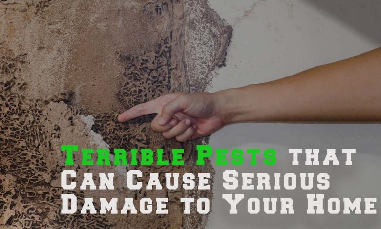 Terrible Pests that Can Cause Serious Damage to Your Home