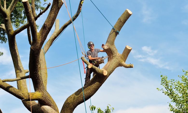 Tree Removal