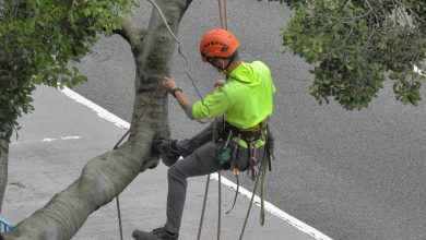 Tree Pruning in Hamilton