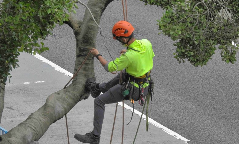 Tree Pruning in Hamilton