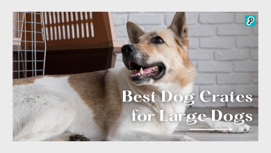 Dog Crates for High Anxiety