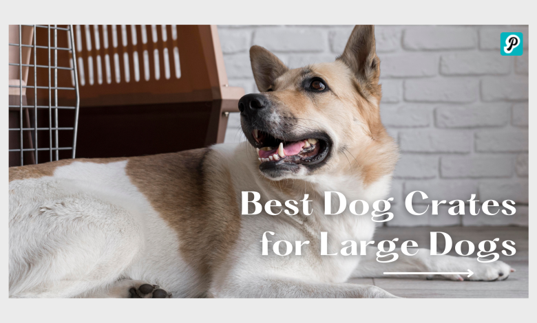 Dog Crates for High Anxiety