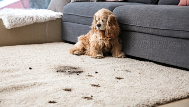 What To Use To Clean Floors With Dogs Professional Cleaner's Insights!