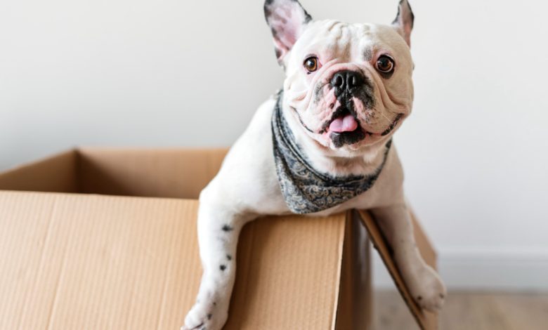 How to Choose the Right Pet Relocation Company?