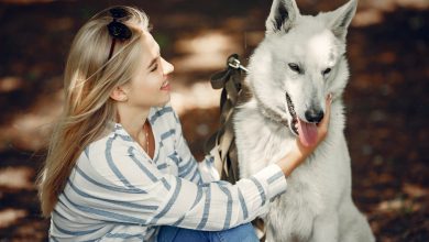 Cracking the Code: How To Talk To a Siberian Husky