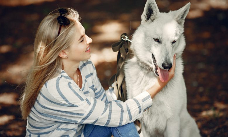 Cracking the Code: How To Talk To a Siberian Husky