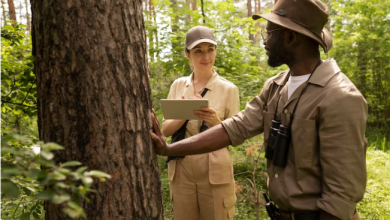 Tree care Services in Florida