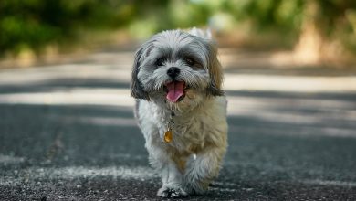 Why Is My Shih Tzu Shaking: Understanding the Causes and Solutions