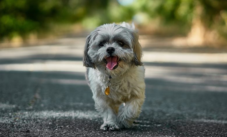 Why Is My Shih Tzu Shaking: Understanding the Causes and Solutions