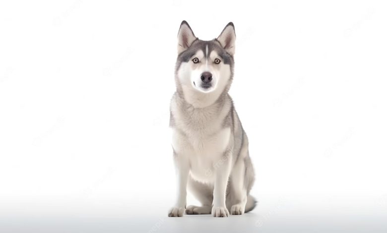 Understanding The Lifespan of a Husky German Shepherd Mix