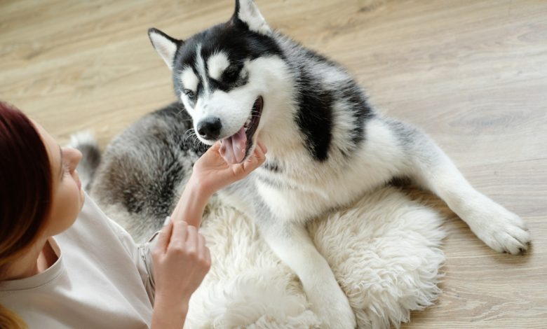 How Long Can a Female Siberian Husky Live?