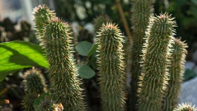 Hoodia Gordonii Supplement Health Benefits, Dosage and Side Effects