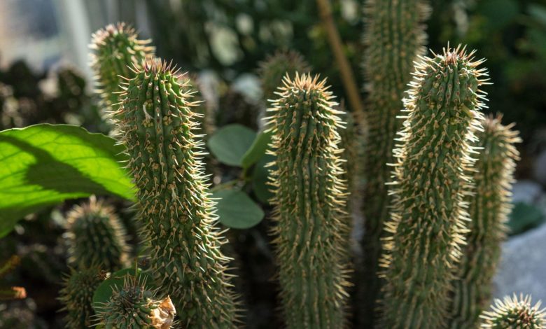 Hoodia Gordonii Supplement Health Benefits, Dosage and Side Effects