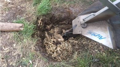 South Brisbane tree stump solutions