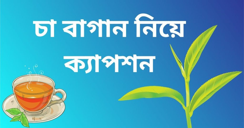 ১৫০+ চা নিয়ে, চা বাগান নিয়ে ক্যাপশন, স্ট্যাটাস ২০২৫, স্মৃতি নিয়ে উক্তি
