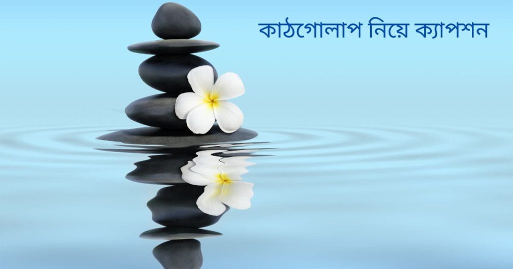 ৯৯+ কাঠগোলাপ নিয়ে ক্যাপশন ২০২৫, মেয়ে পটানো দুষ্টু মিষ্টি প্রেমের ছন্দ