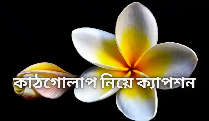 ৯৯+ কাঠগোলাপ নিয়ে ক্যাপশন – kathgolap niye caption 2025, মোটিভেশনাল উক্তি