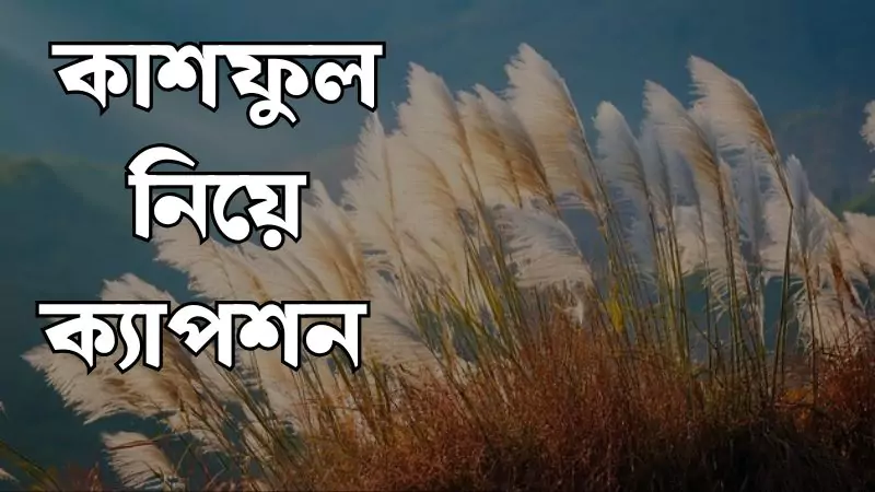 220+ কাশফুল নিয়ে ক্যাপশন , ভালবাসার সুন্দর কিছু কথা