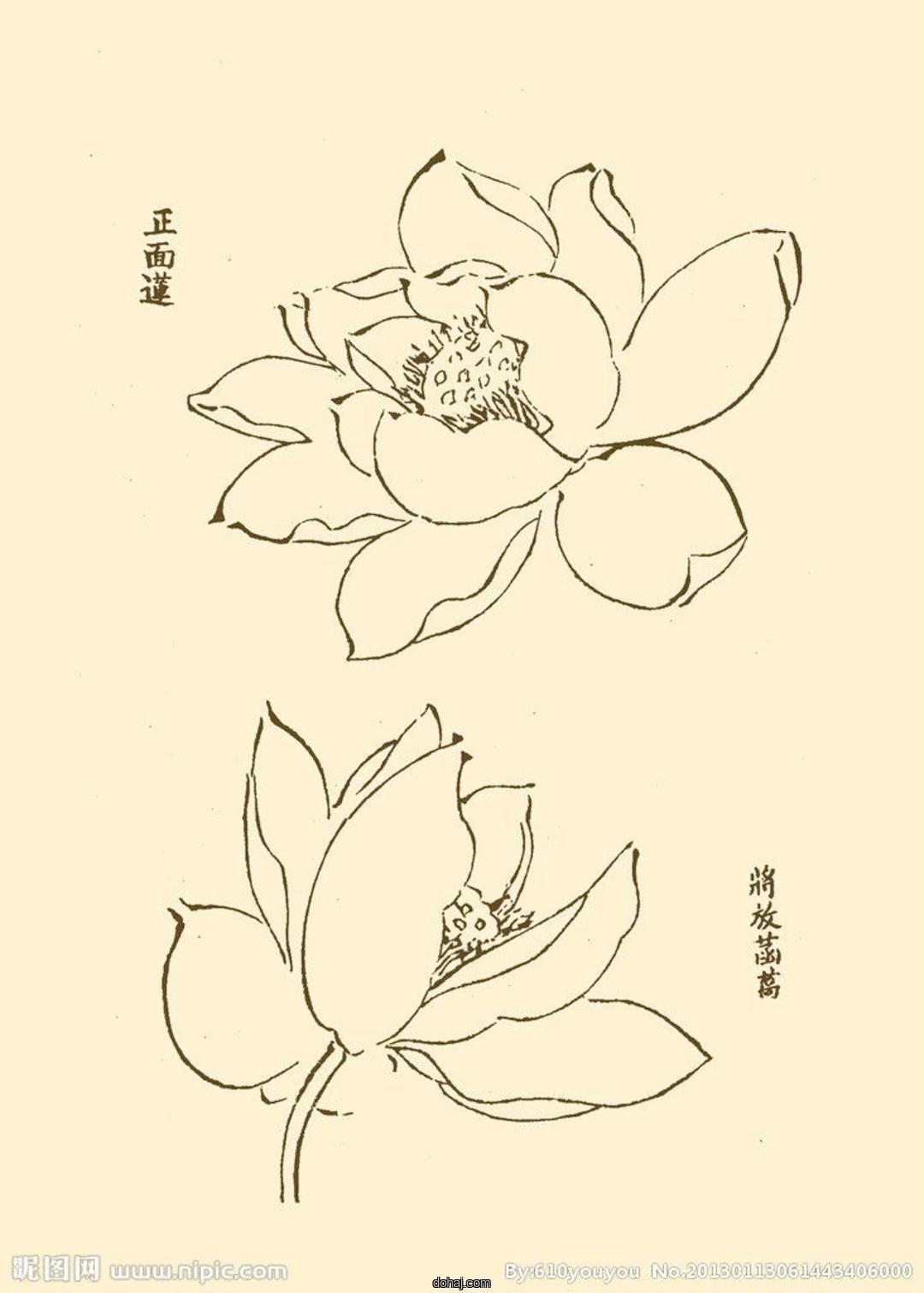 Color Drawing Flower