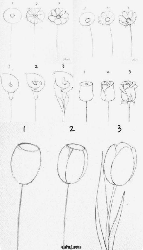 Flower Drawing Tulip