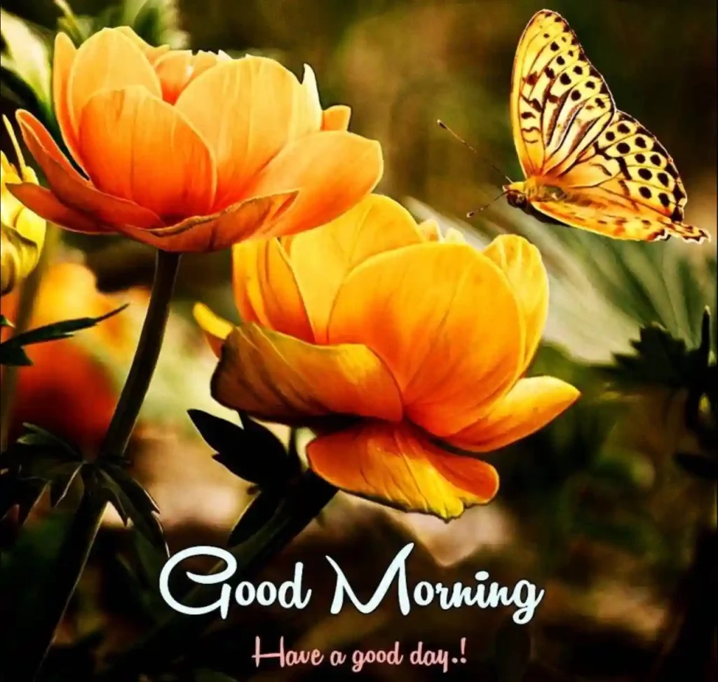 Good Morning Images With Flowers 2025 | Flower Beautiful Good Morning, কষ্টের স্ট্যাটাস