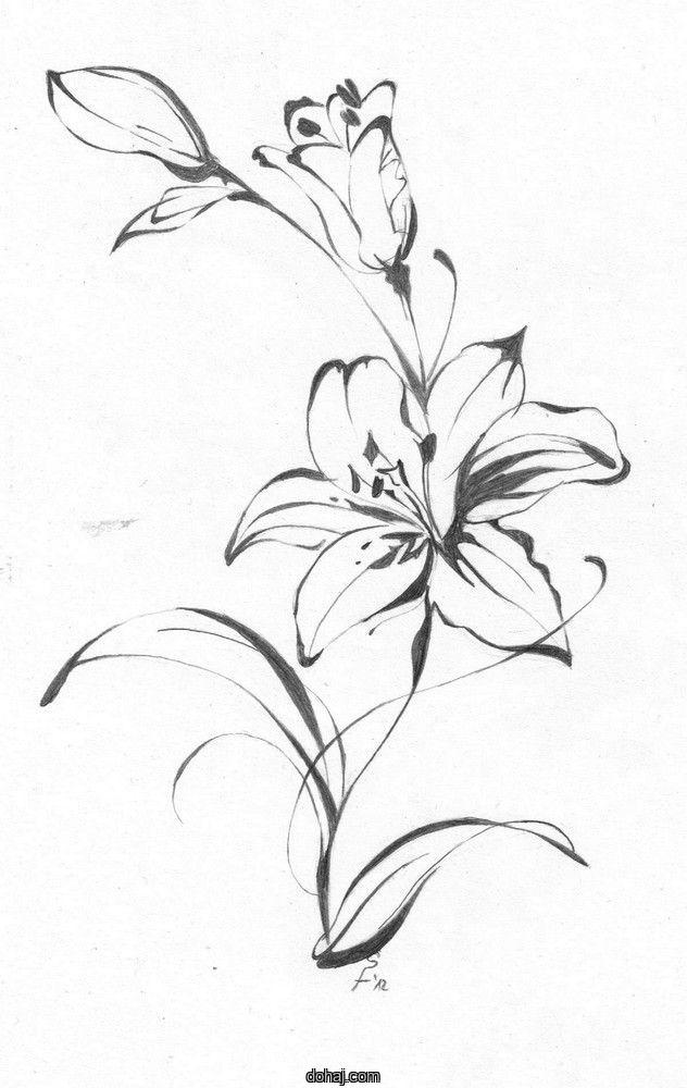 Lotus Flower Drawing