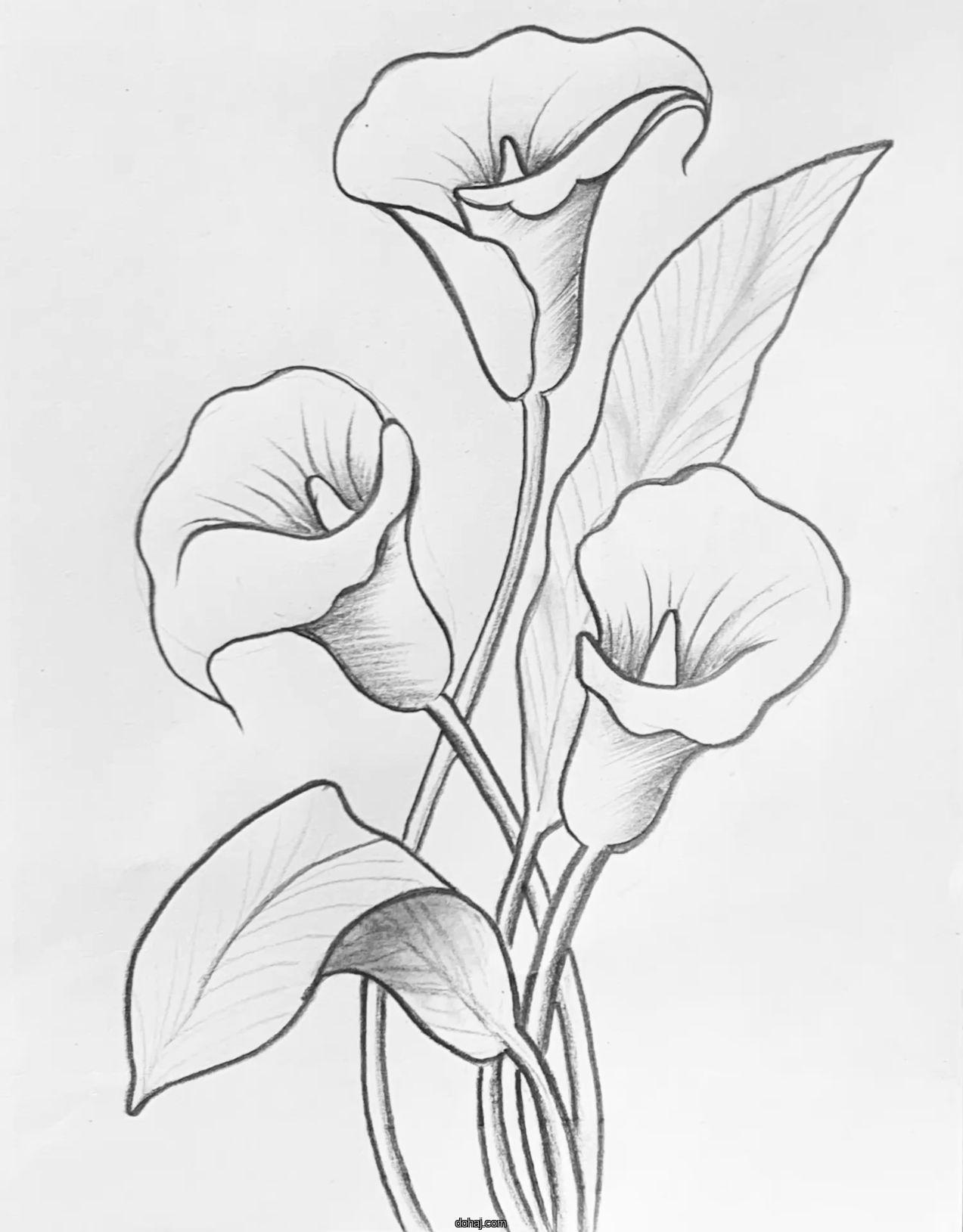 Poppy Flower Drawing