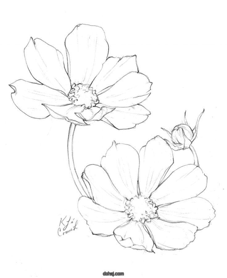 Single Flower Images Drawing