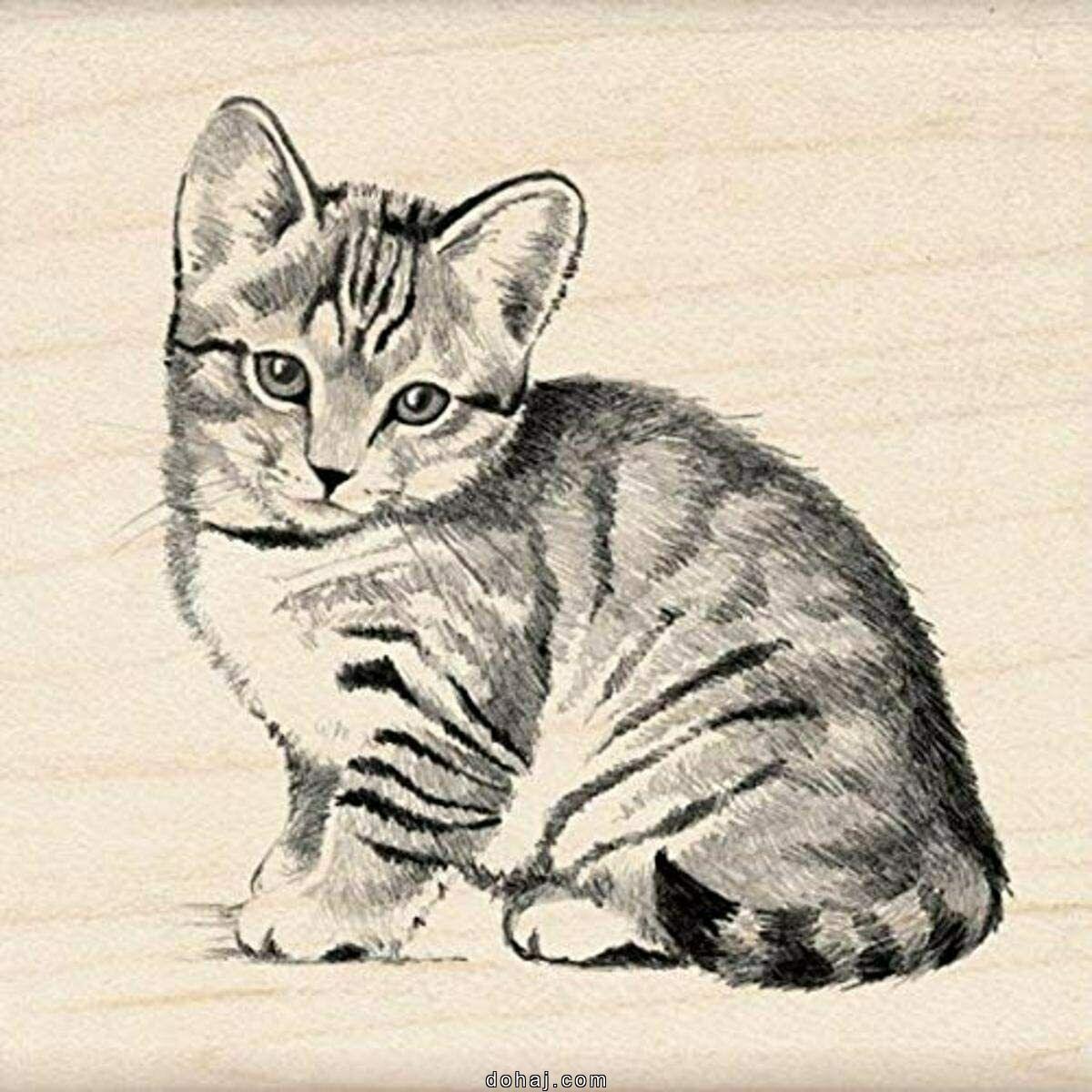 Cartoon Cat Drawing Easy