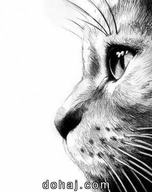 Cat Cartoon Images Drawing
