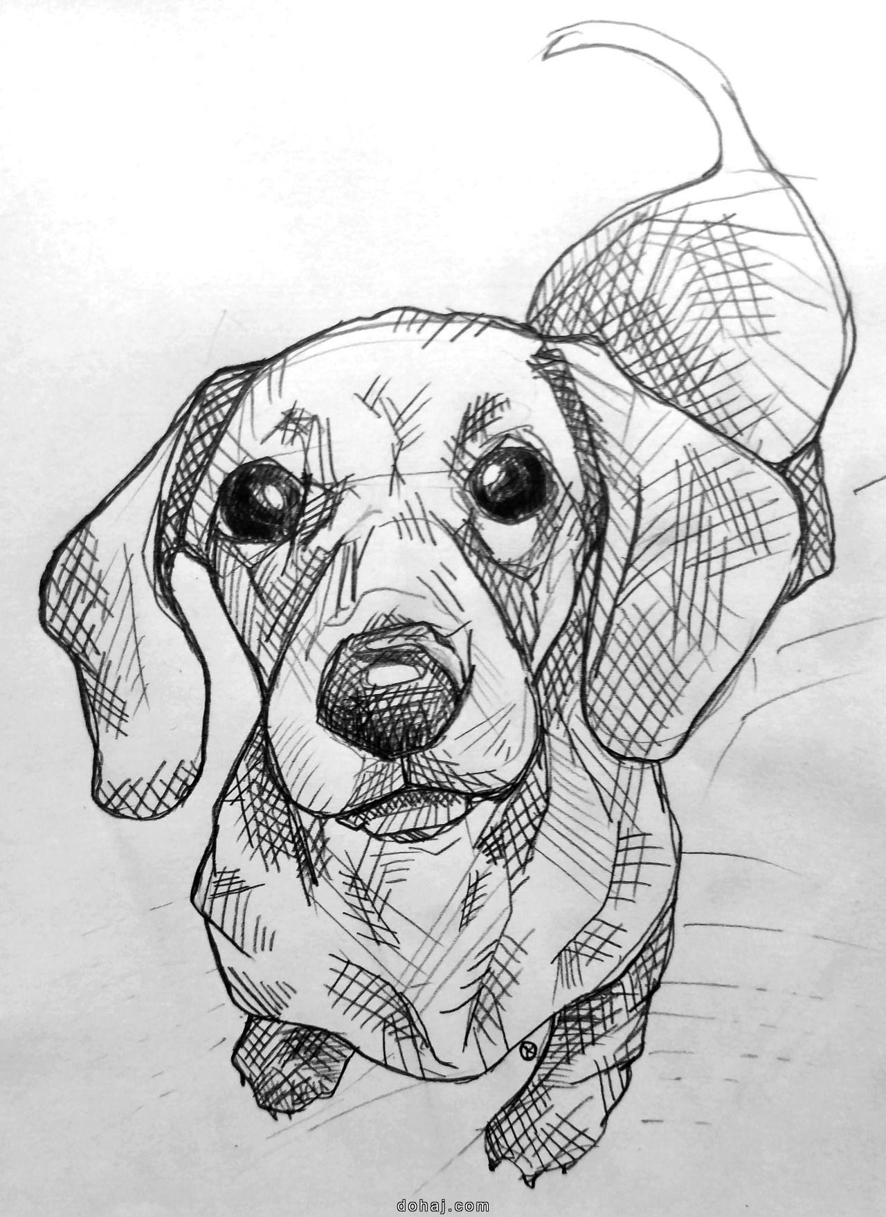 Dog Drawing Ideas