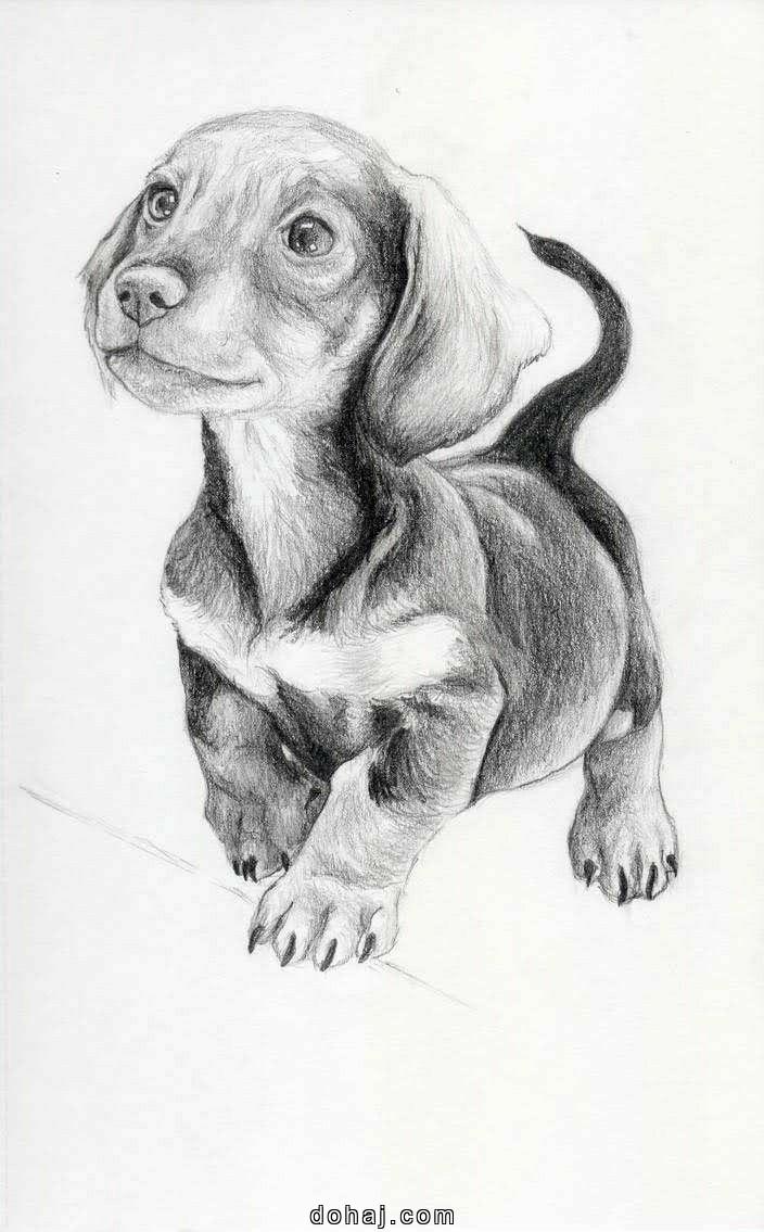 Dog Drawing Small