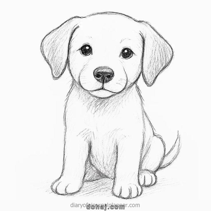 Dog Picture Drawing