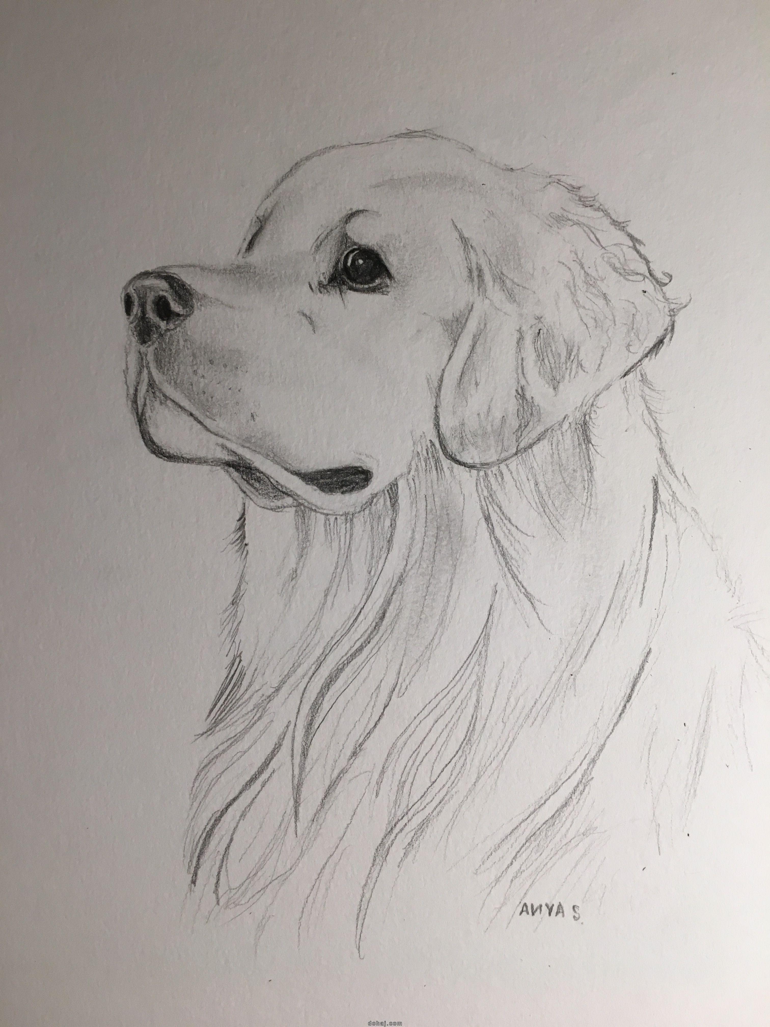 Dog Sketch Drawing