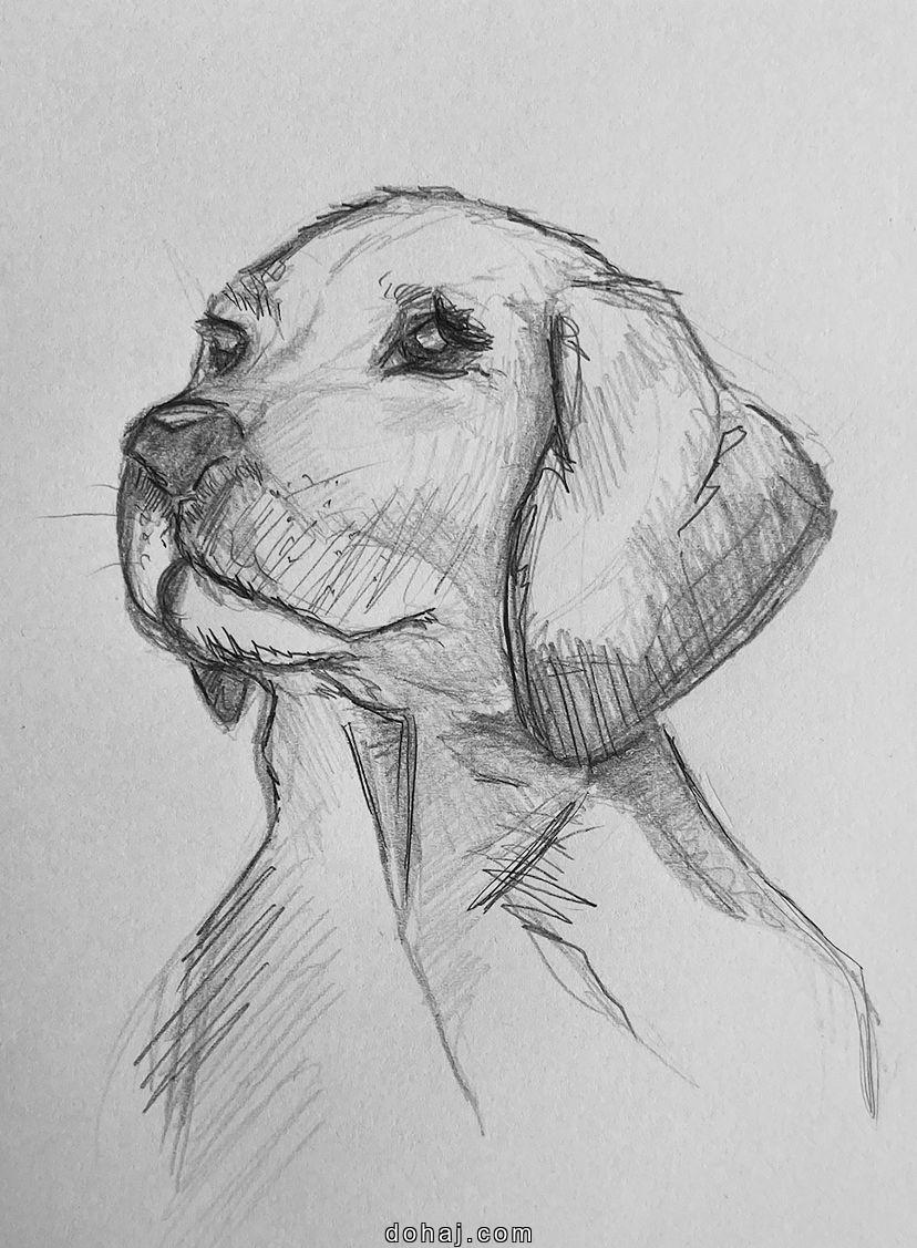 Drawing African Wild Dog Drawings