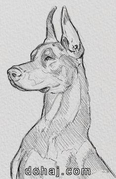 Drawing Of A Dog