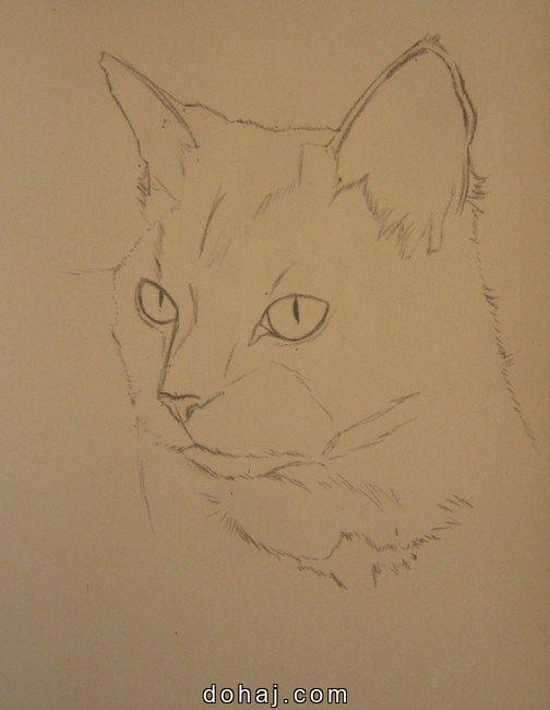 Ladybug And Cat Noir Drawing