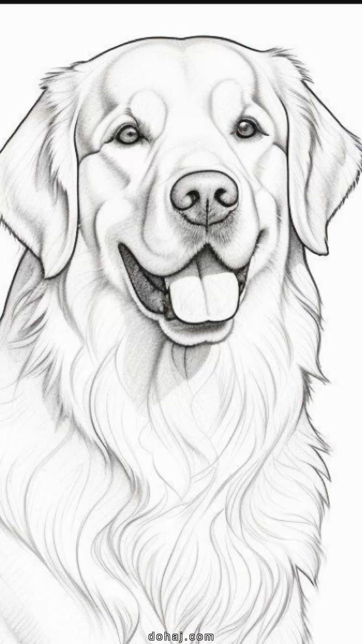 Realistic Sketch Dog Drawing