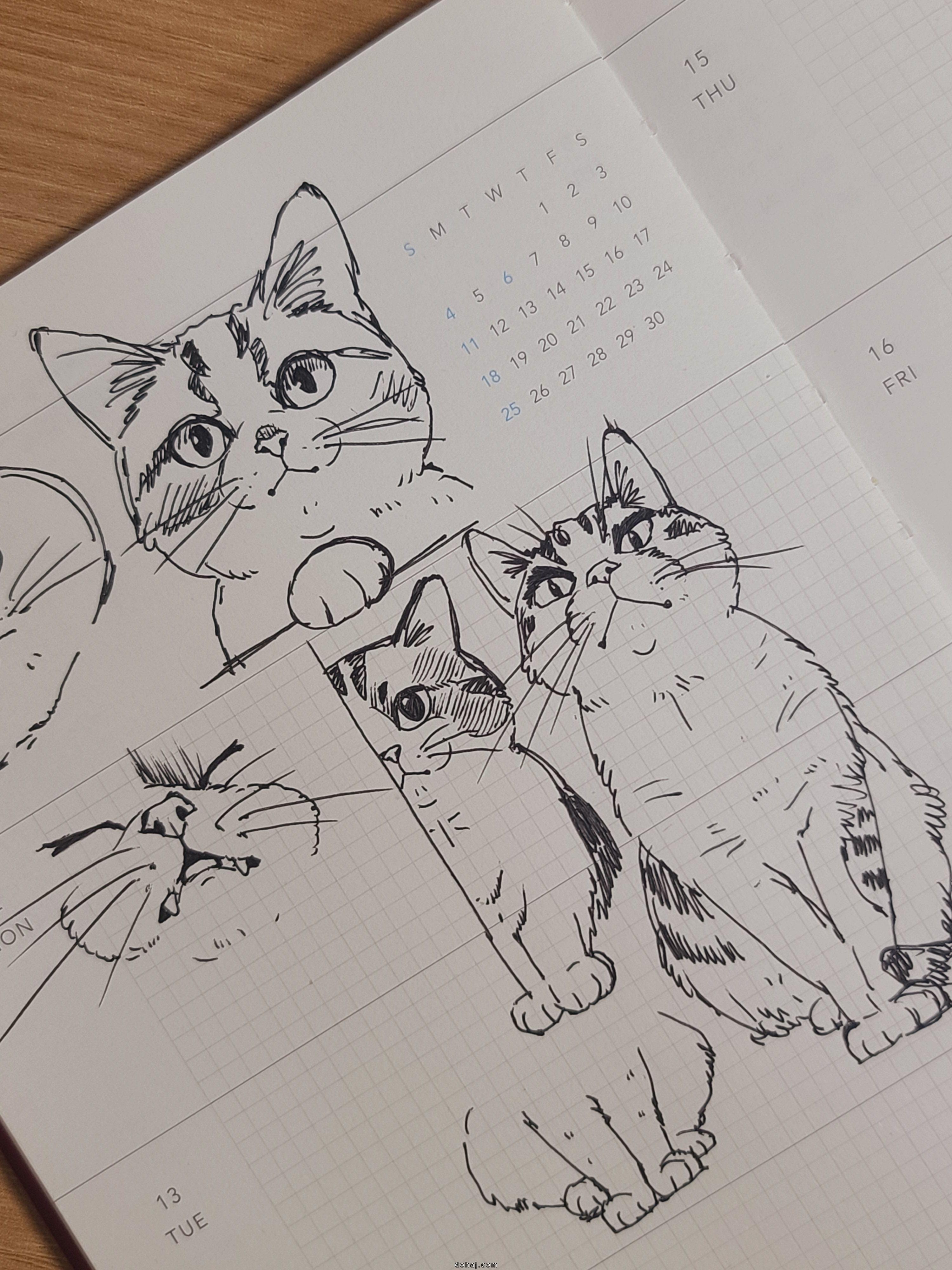 Sketch Sketch Cat Drawing