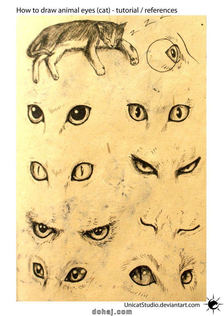 Step By Step Cat Drawing Step By Step