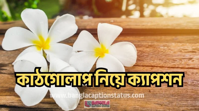 ৩০০+ সেরা কাঠগোলাপ নিয়ে ক্যাপশন ও কবিতা, কষ্টের স্ট্যাটাস পিক