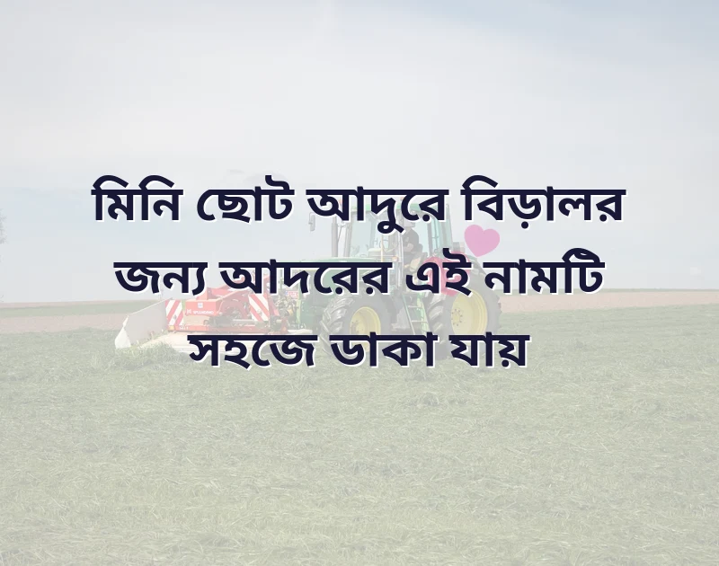 বিড়ালের বাংলা সুন্দর নাম